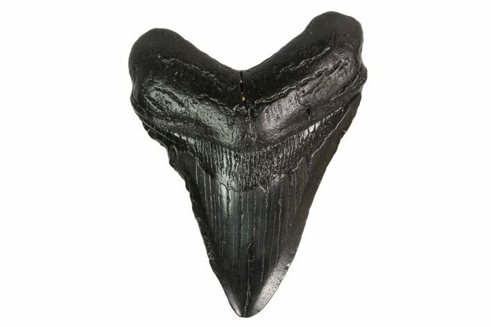 Fossil Megalodon Tooth - Georgia #145452